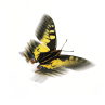 image papillon.png (0.4MB)